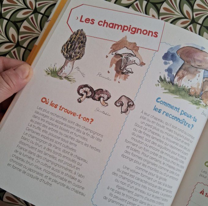 Je découvre les légumes et j'apprends à les reconnaître