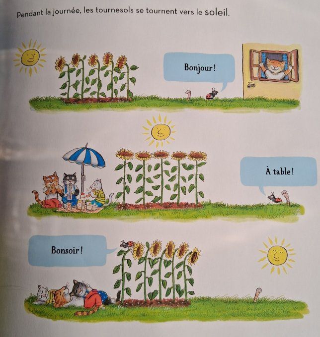 Je plante un tournesol