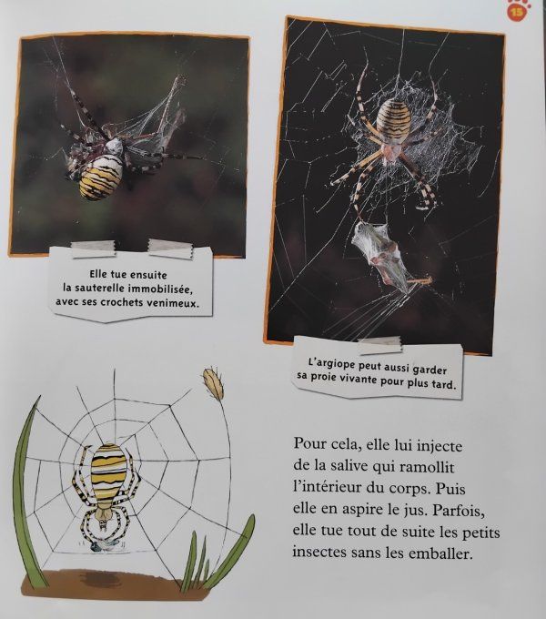 L'araignée petite fée de la soie