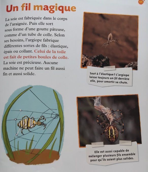 L'araignée petite fée de la soie