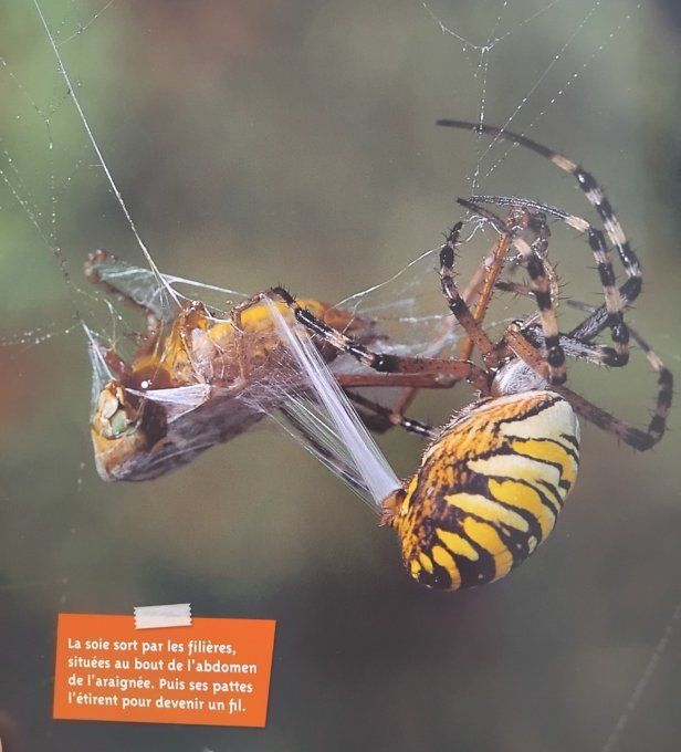 L'araignée petite fée de la soie