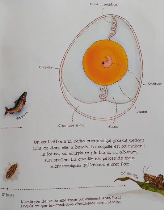 L'histoire d'un Oeuf