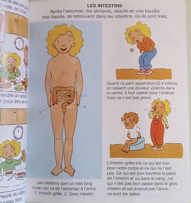 L'imagerie du corps humain version souple