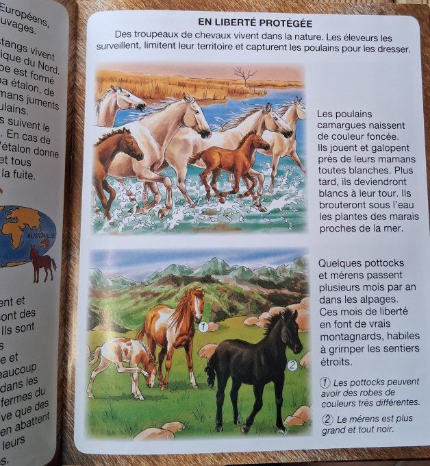 L'imagerie du cheval et du poney