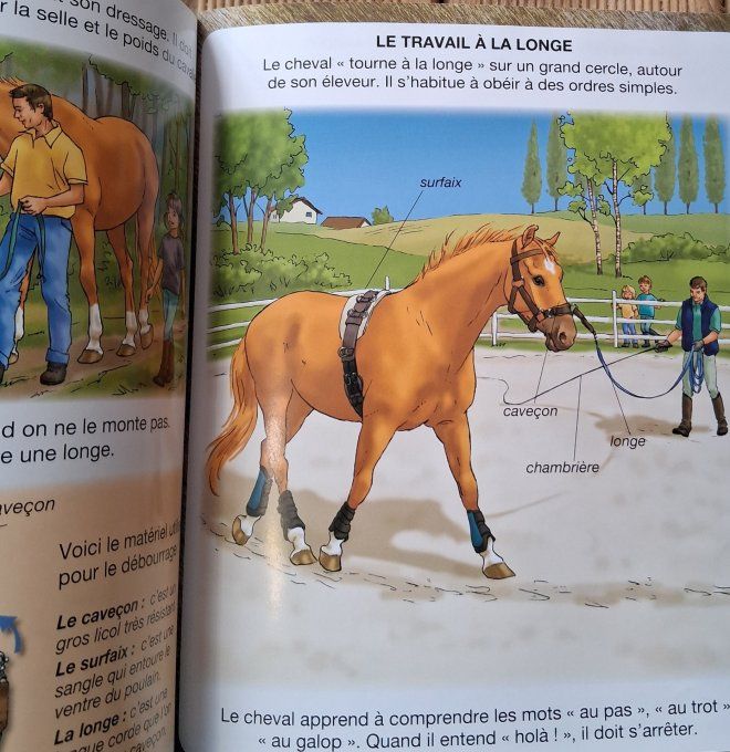 L'imagerie du cheval et du poney