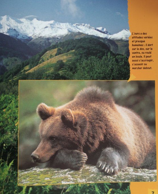 L'ours brun
