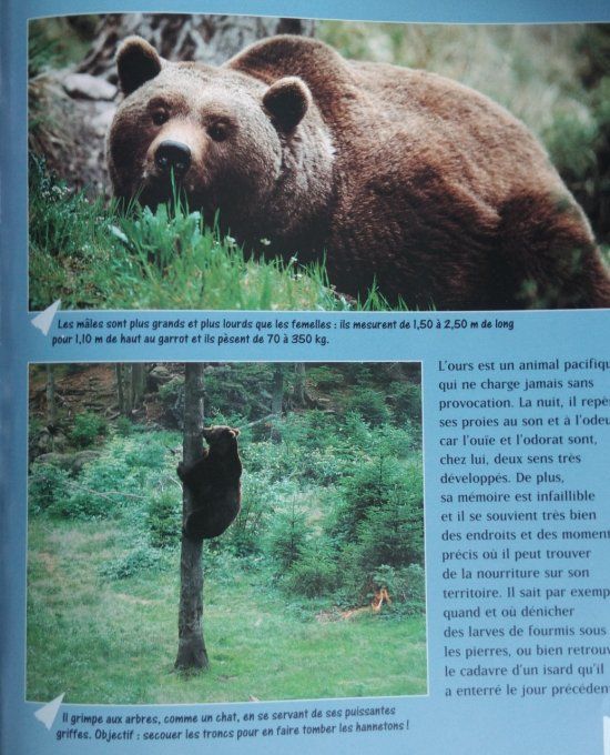 L'ours brun