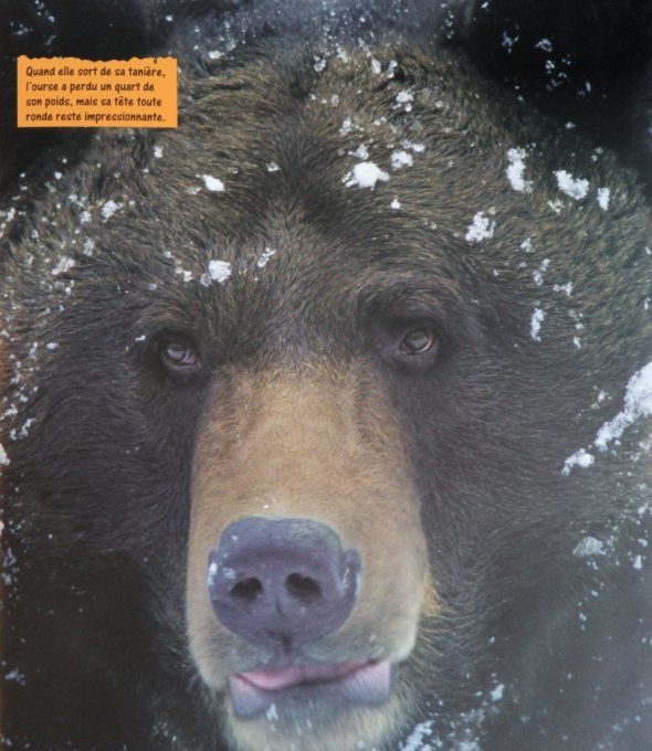 L'ours brun