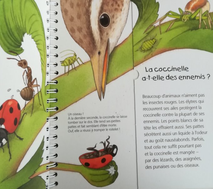 La coccinelle, les p'tits juniors