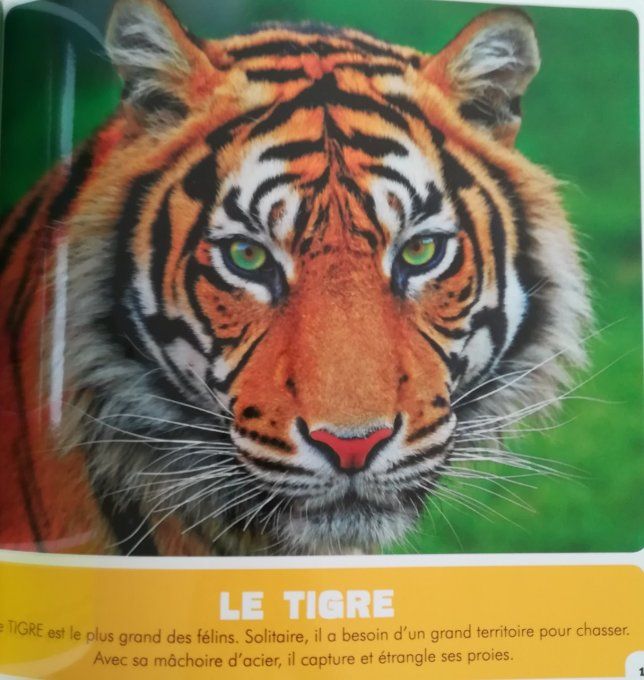 La jungle et la savane, mon premier animalier