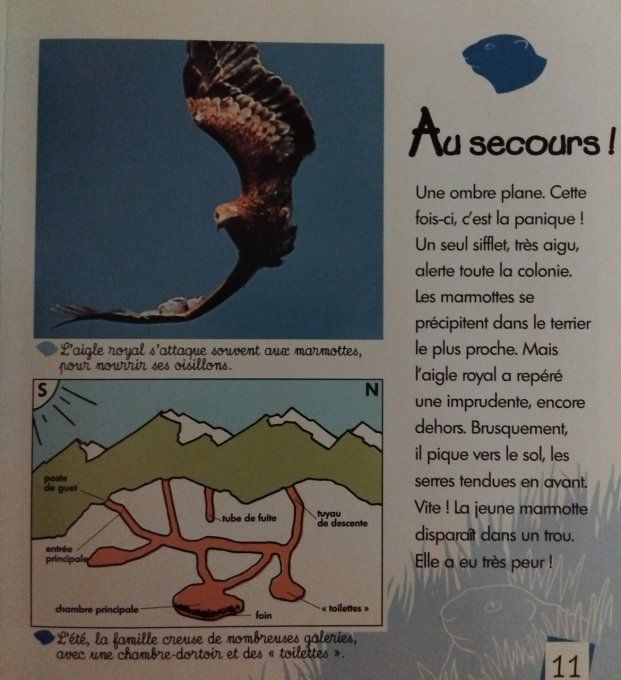 La marmotte lutin des montagnes