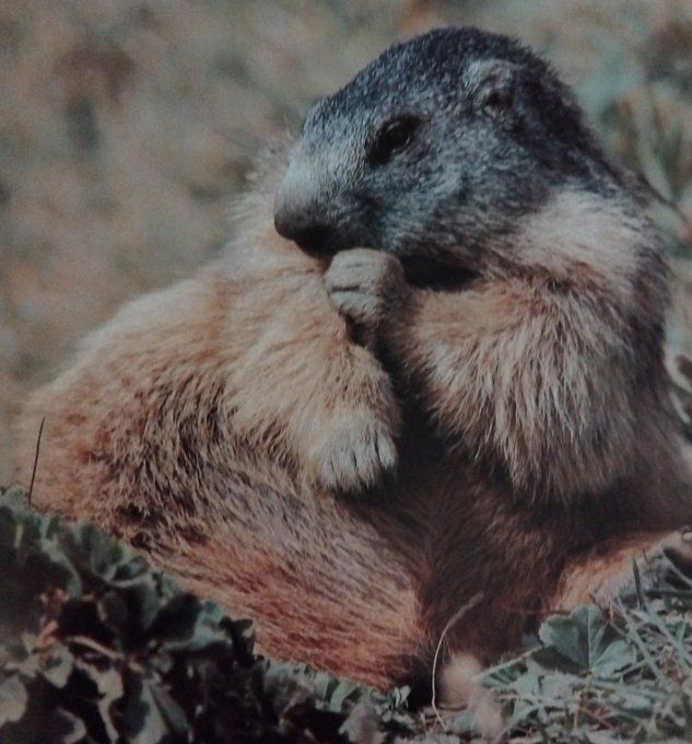 La marmotte lutin des montagnes