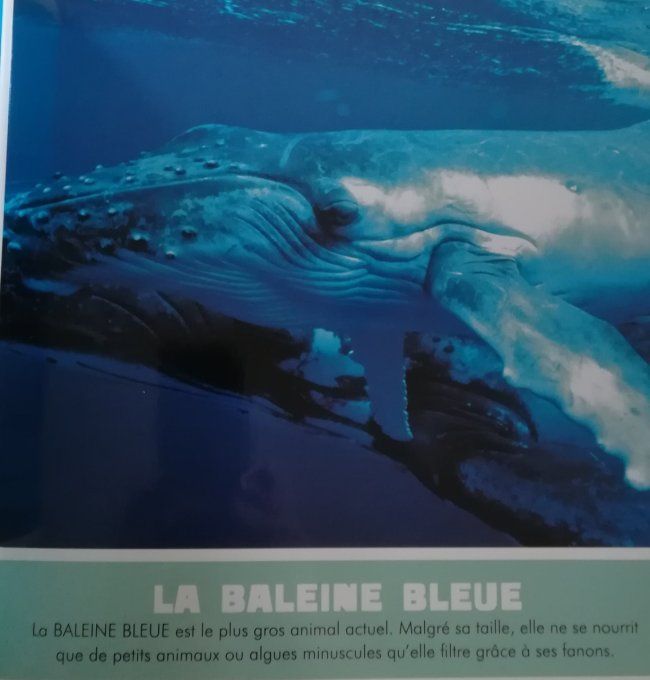 La mer, les fleuves et les lacs, mon premier animalier