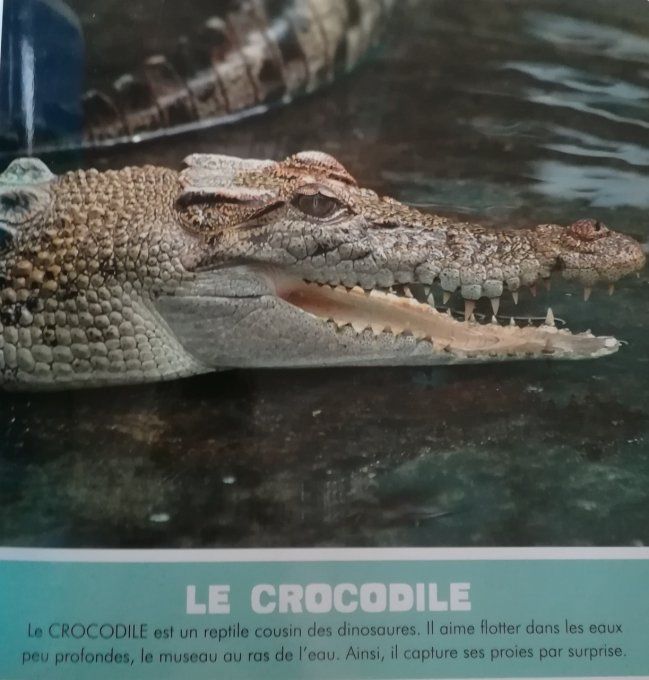 La mer, les fleuves et les lacs, mon premier animalier