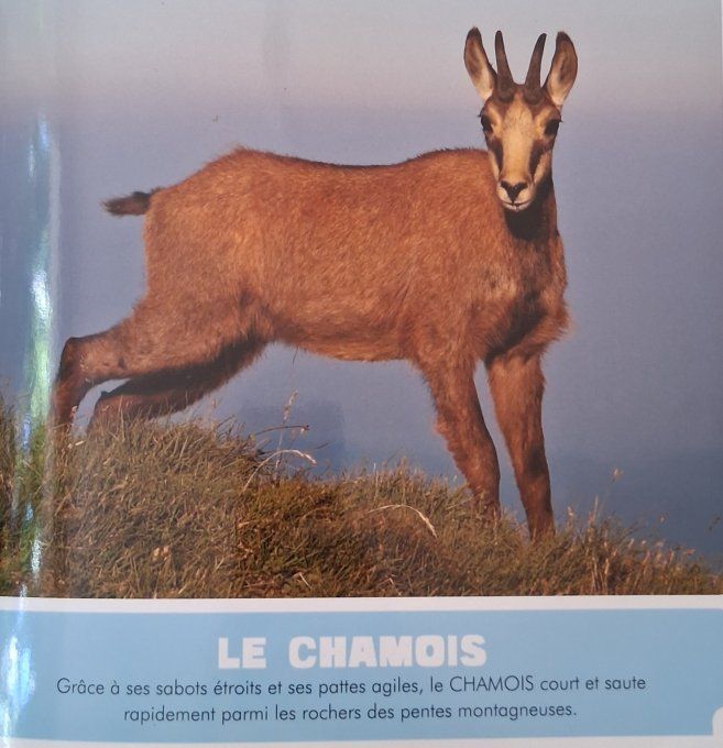 La montagne et la forêt, mon premier animalier
