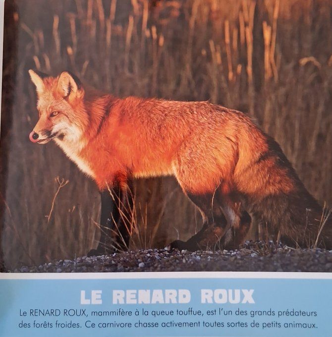 La montagne et la forêt, mon premier animalier