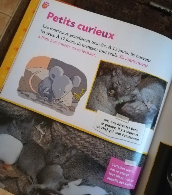 La souris, petite coquine