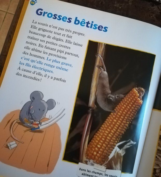 La souris, petite coquine