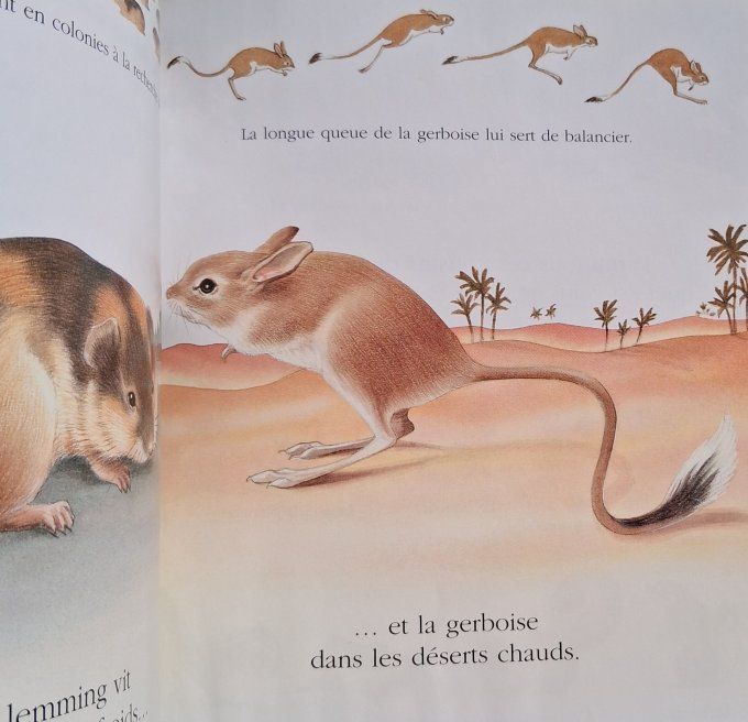 Cache-cache avec la souris