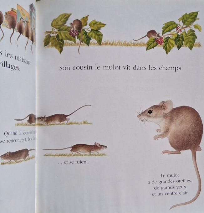 Cache-cache avec la souris