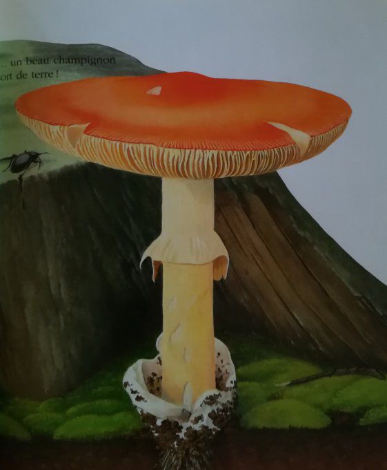 Cache-cache avec le champignon
