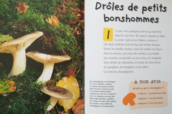 Qui es-tu ? Le champignon