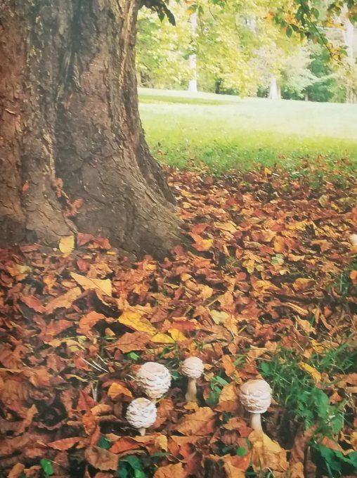 Qui es-tu ? Le champignon