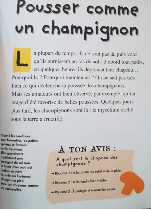 Qui es-tu ? Le champignon