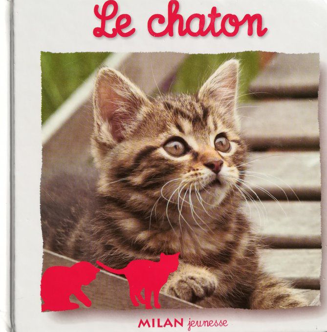 Le chaton