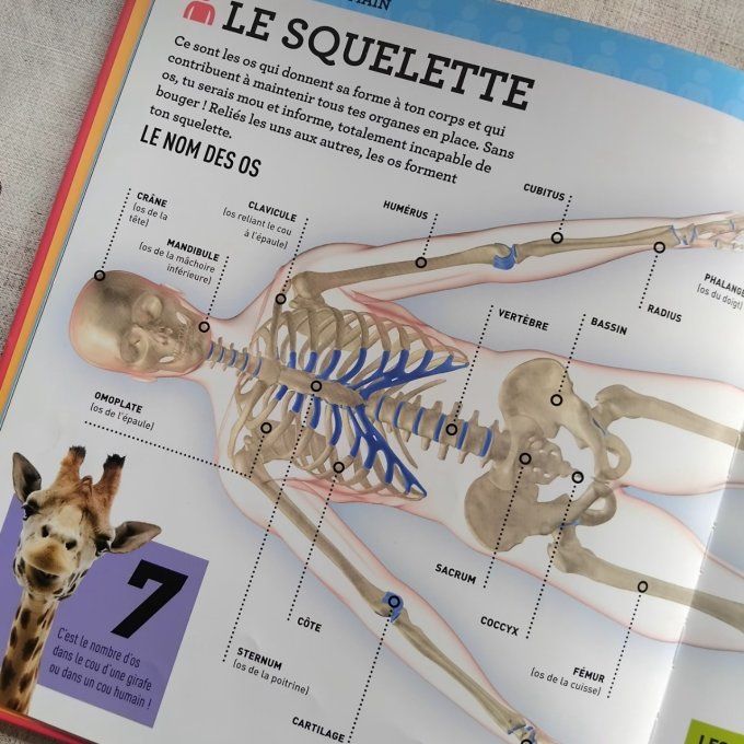 Tout comprendre sur le corps humain