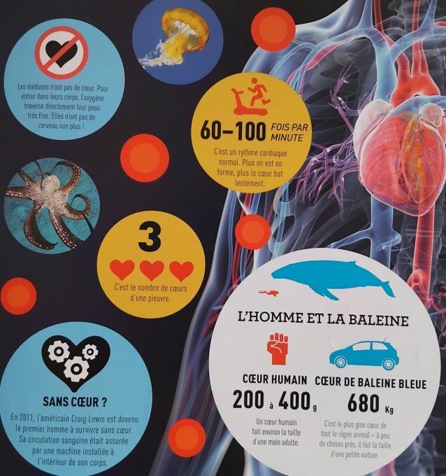 Tout comprendre sur le corps humain