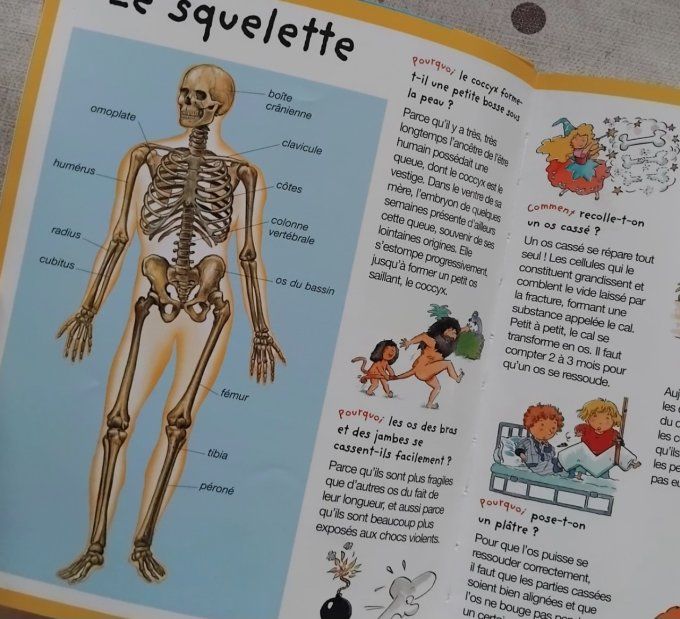 Pourquoi, comment ? Le corps