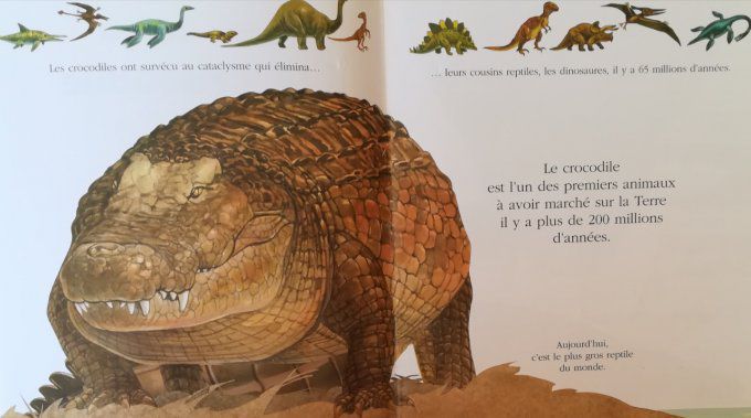 Cache-cache avec le crocodile