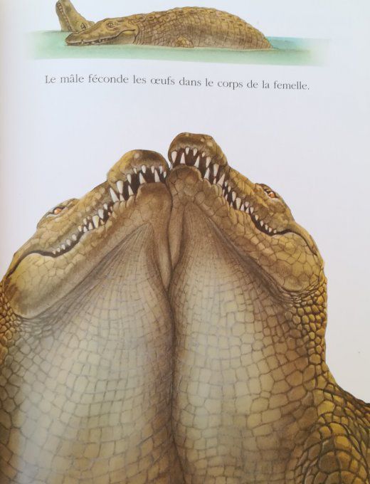 Cache-cache avec le crocodile