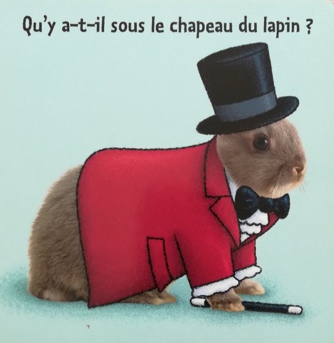 De la tête aux pattes, le lapin