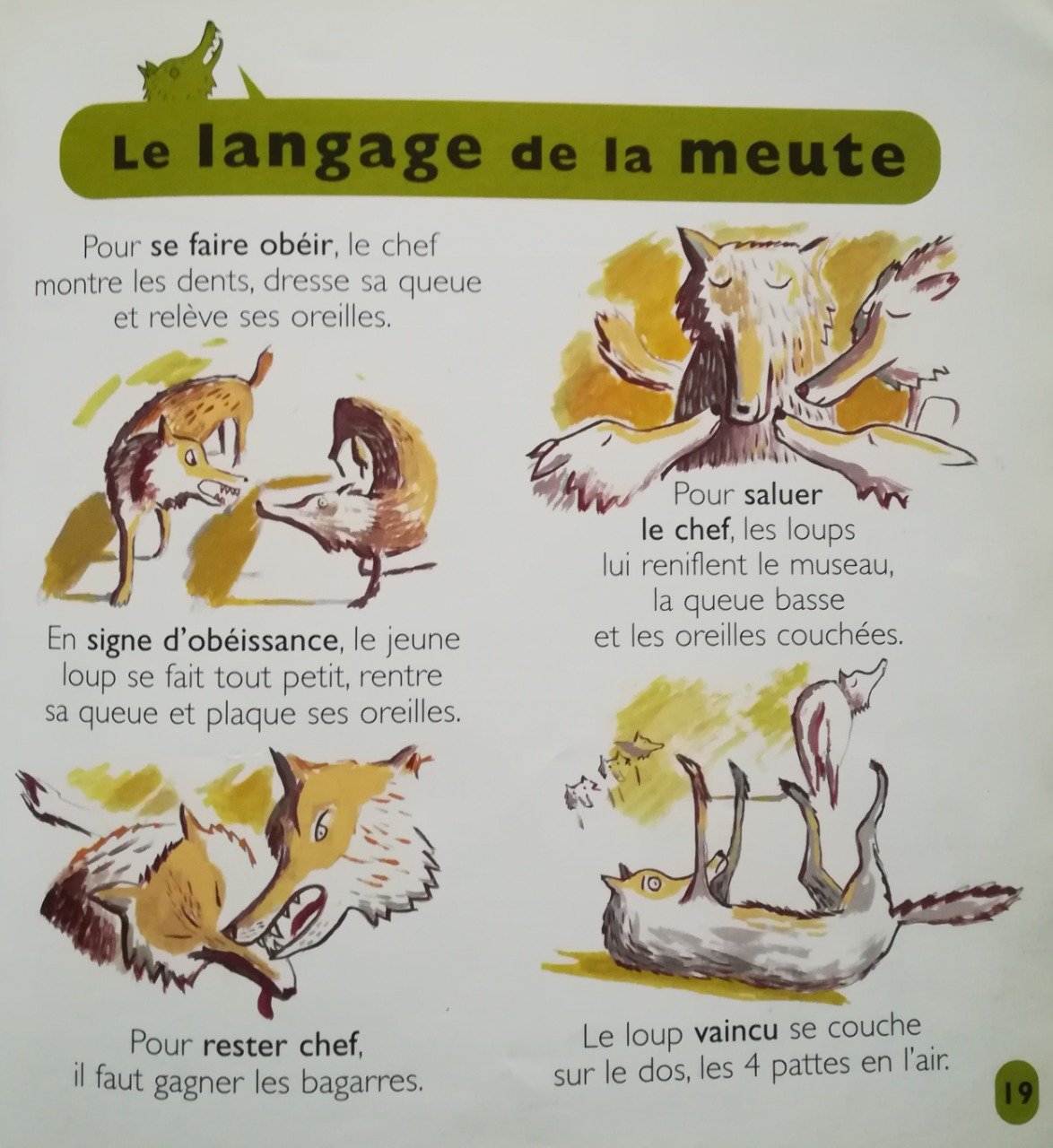 Les animaux de la banquise, mes petites encyclopédies Larousse