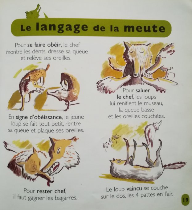 Mes petites encyclopédies Larousse, le loup