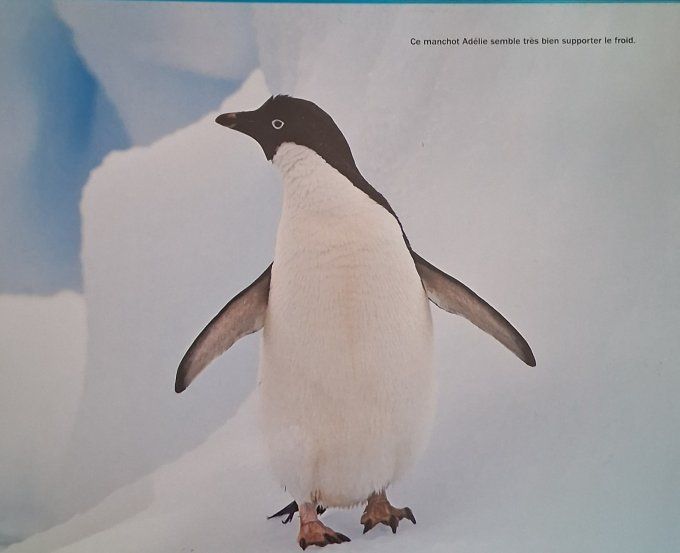 Nature en vue, le manchot