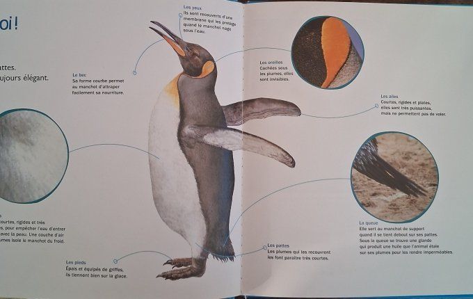 Nature en vue, le manchot