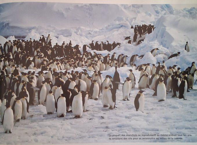 Nature en vue, le manchot