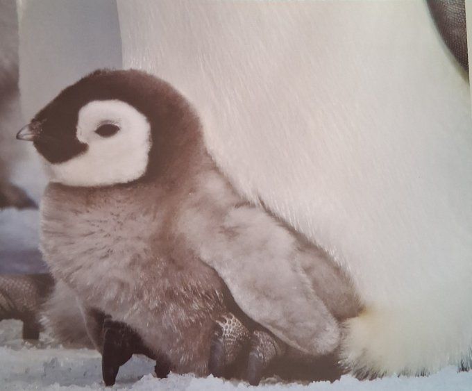 Nature en vue, le manchot