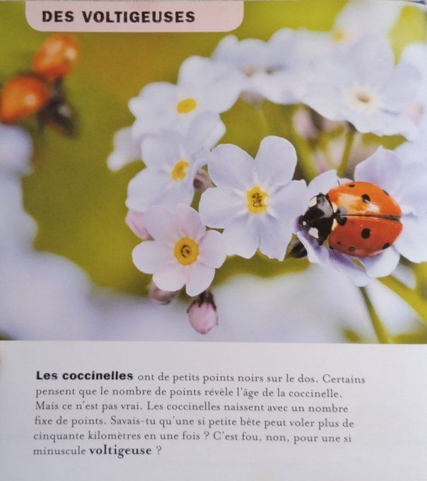 Le monde merveilleux de l'été