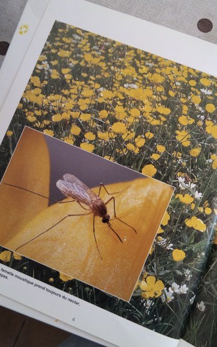 Le moustique, Aïe ça pique
