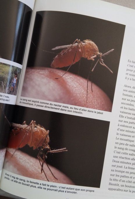Le moustique, Aïe ça pique