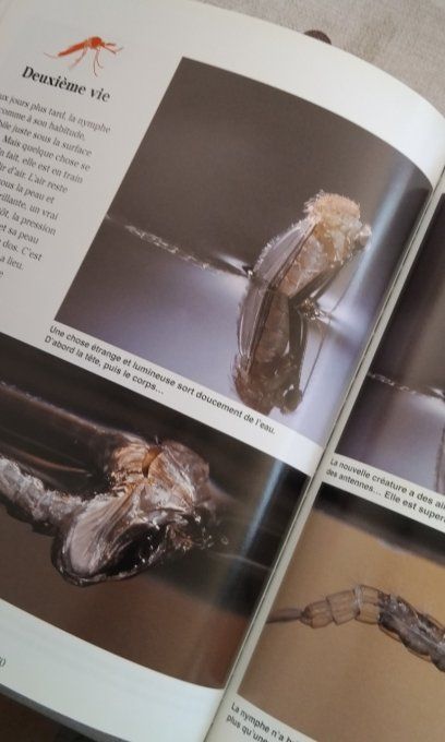 Le moustique, Aïe ça pique