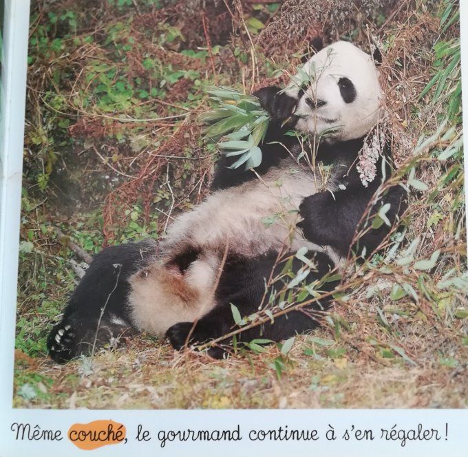 Le panda