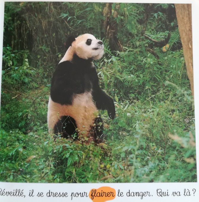 Le panda