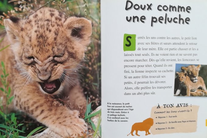 Qui es-tu ? Le petit lion