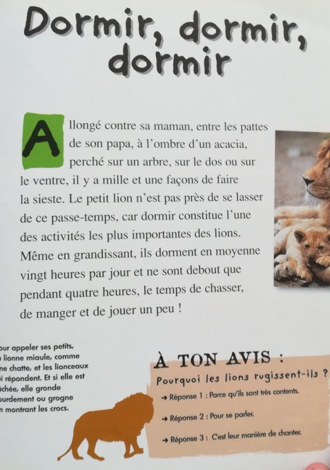 Qui es-tu ? Le petit lion