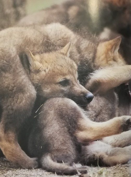 Qui es-tu ? Le petit loup